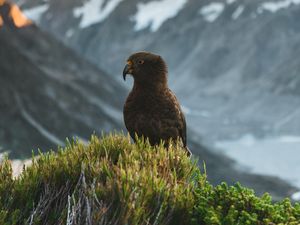 Preview wallpaper kea, parrot, bird, mountains, bushes