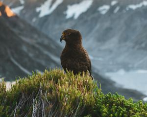 Preview wallpaper kea, parrot, bird, mountains, bushes