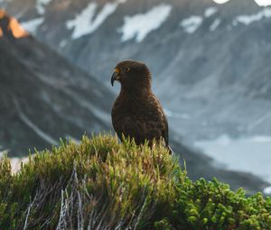 Preview wallpaper kea, parrot, bird, mountains, bushes