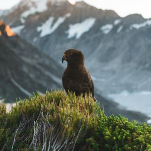 Preview wallpaper kea, parrot, bird, mountains, bushes