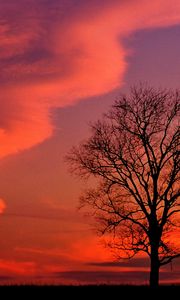 Preview wallpaper kentucky, evening, decline, clouds, tree, sky