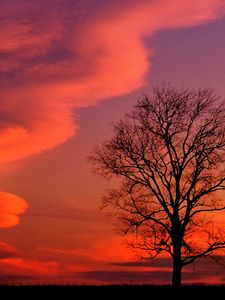 Preview wallpaper kentucky, evening, decline, clouds, tree, sky