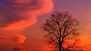 Preview wallpaper kentucky, evening, decline, clouds, tree, sky