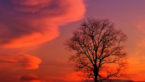 Preview wallpaper kentucky, evening, decline, clouds, tree, sky