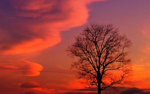 Preview wallpaper kentucky, evening, decline, clouds, tree, sky