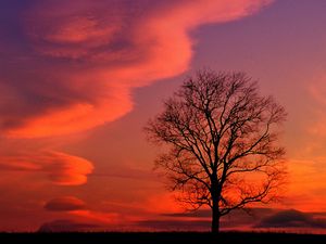 Preview wallpaper kentucky, evening, decline, clouds, tree, sky