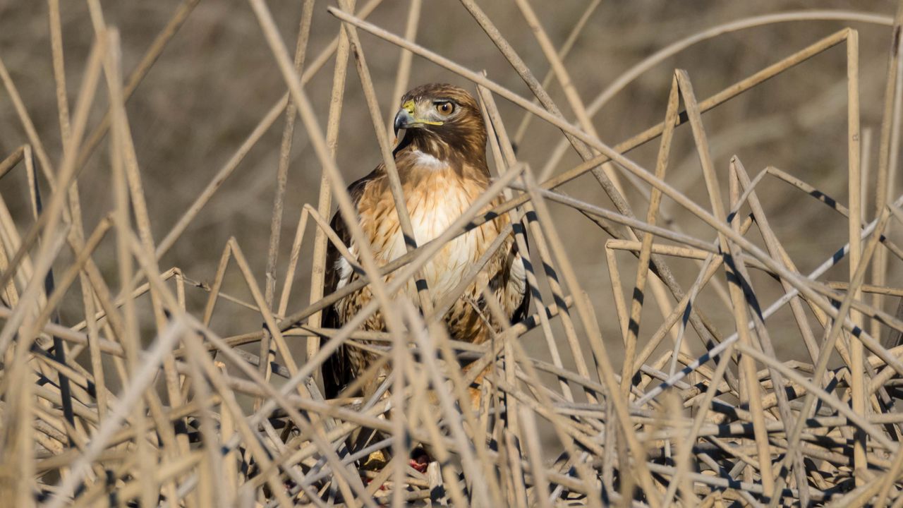 Wallpaper kestrel, bird, branches