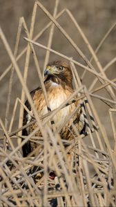 Preview wallpaper kestrel, bird, branches