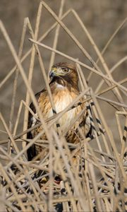 Preview wallpaper kestrel, bird, branches