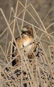 Preview wallpaper kestrel, bird, branches