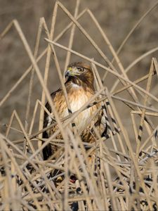 Preview wallpaper kestrel, bird, branches