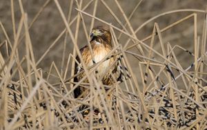 Preview wallpaper kestrel, bird, branches