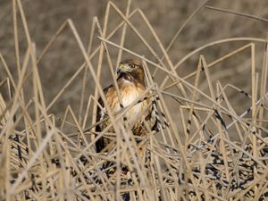 Preview wallpaper kestrel, bird, branches