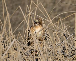 Preview wallpaper kestrel, bird, branches