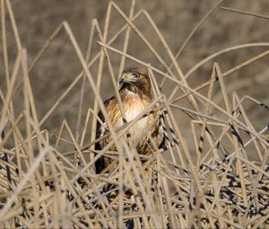 Preview wallpaper kestrel, bird, branches