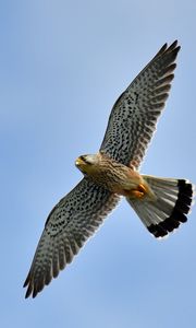 Preview wallpaper kestrel, bird, flight, sky