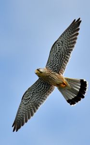 Preview wallpaper kestrel, bird, flight, sky