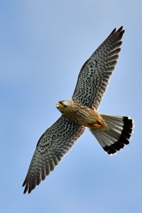 Preview wallpaper kestrel, bird, flight, sky