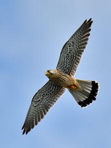 Preview wallpaper kestrel, bird, flight, sky