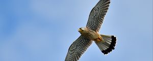 Preview wallpaper kestrel, bird, flight, sky