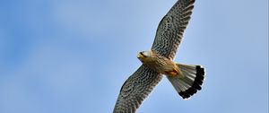 Preview wallpaper kestrel, bird, flight, sky