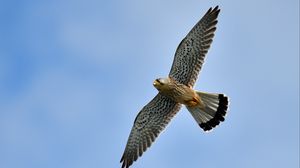 Preview wallpaper kestrel, bird, flight, sky