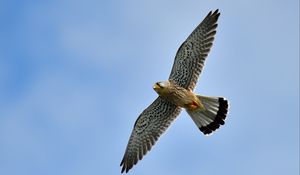 Preview wallpaper kestrel, bird, flight, sky