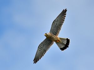 Preview wallpaper kestrel, bird, flight, sky