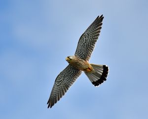 Preview wallpaper kestrel, bird, flight, sky