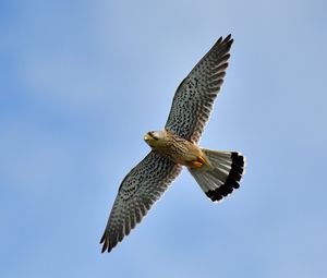 Preview wallpaper kestrel, bird, flight, sky