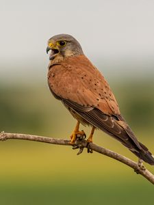 Preview wallpaper kestrel, bird, predator, tail, branch, focus