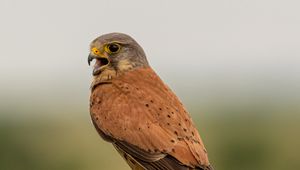 Preview wallpaper kestrel, bird, predator, tail, branch, focus