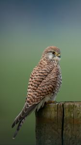 Preview wallpaper kestrel, bird, predator, log