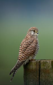 Preview wallpaper kestrel, bird, predator, log