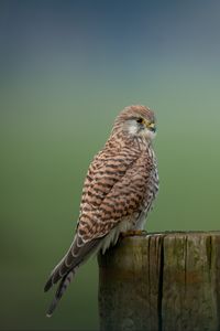 Preview wallpaper kestrel, bird, predator, log