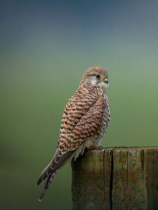 Preview wallpaper kestrel, bird, predator, log