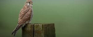 Preview wallpaper kestrel, bird, predator, log