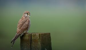 Preview wallpaper kestrel, bird, predator, log