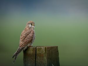 Preview wallpaper kestrel, bird, predator, log