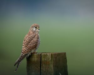 Preview wallpaper kestrel, bird, predator, log