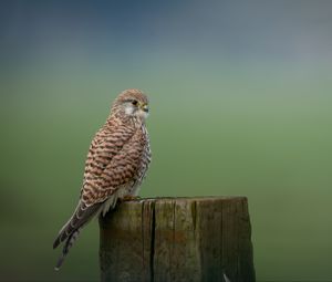 Preview wallpaper kestrel, bird, predator, log