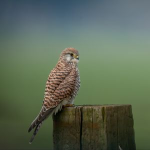 Preview wallpaper kestrel, bird, predator, log