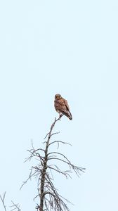 Preview wallpaper kestrel, bird, predator, branches