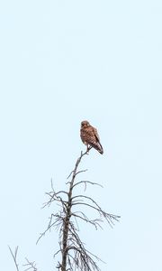 Preview wallpaper kestrel, bird, predator, branches