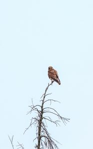 Preview wallpaper kestrel, bird, predator, branches