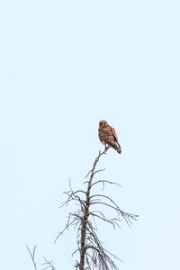 Preview wallpaper kestrel, bird, predator, branches