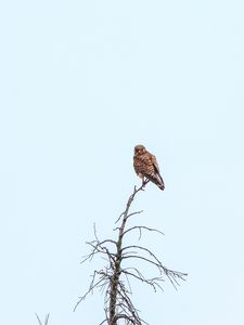 Preview wallpaper kestrel, bird, predator, branches