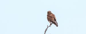 Preview wallpaper kestrel, bird, predator, branches