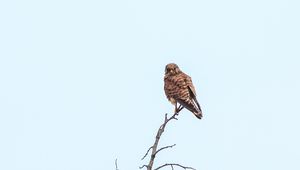 Preview wallpaper kestrel, bird, predator, branches