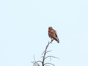 Preview wallpaper kestrel, bird, predator, branches